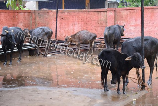 cows raid